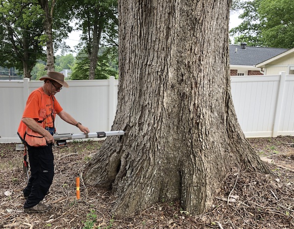 Heritage white oak