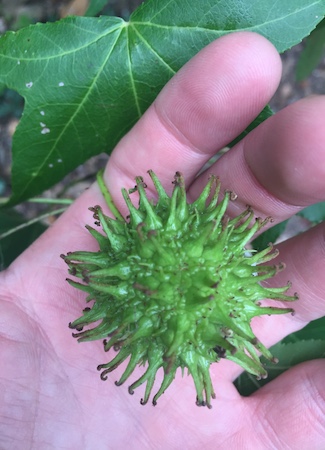 Leaves and fruit