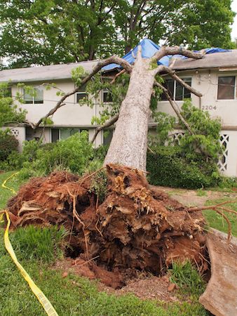 Uprooted red oak