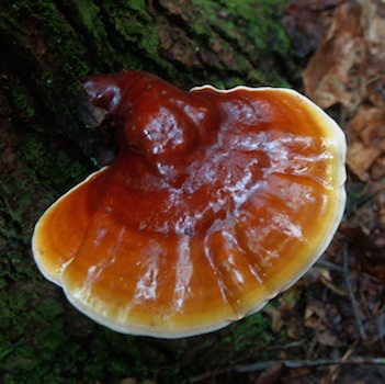 Ganoderma lucidum