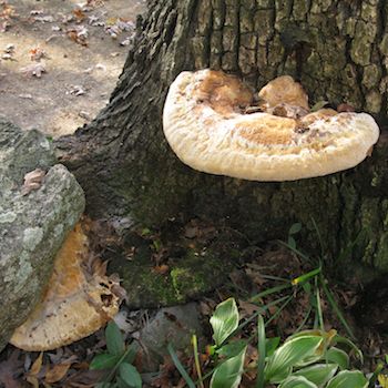 Ganoderma applanatum