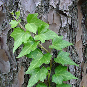 English Ivy