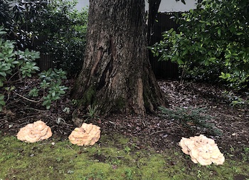 Hen of the Woods (edible!)