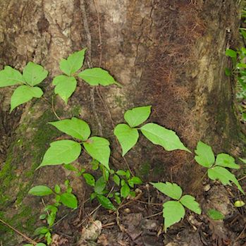 Poison Ivy