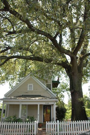 Red oak over house
