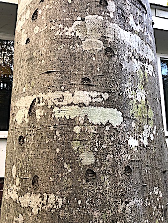 Spike marks on beech