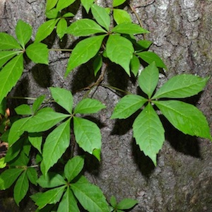 Virginia Creeper