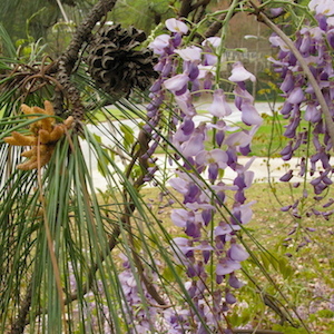 Wisteria -- so beautiful in bloom!