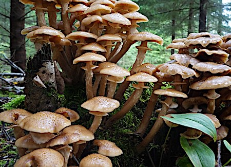 Fresh Armillaria mellea