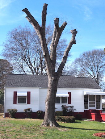 topped tree