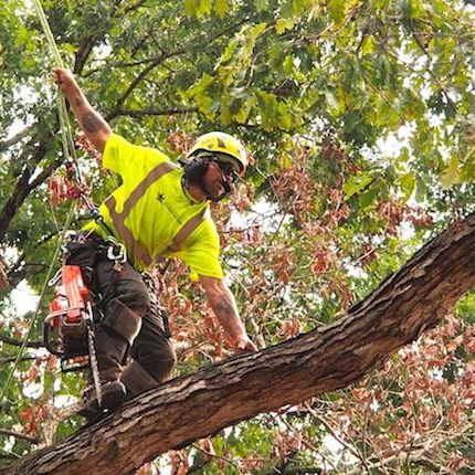 CHOOSING A TREE SERVICE