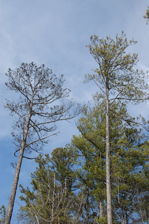 Two pine trees