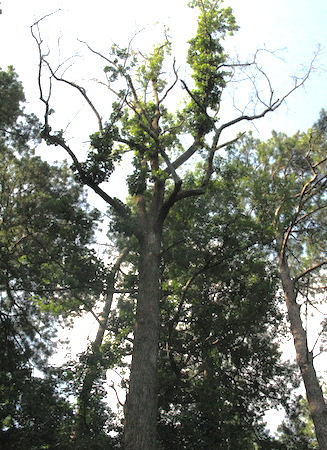 Dead top in oak tree