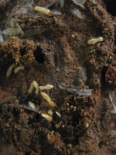 Termites