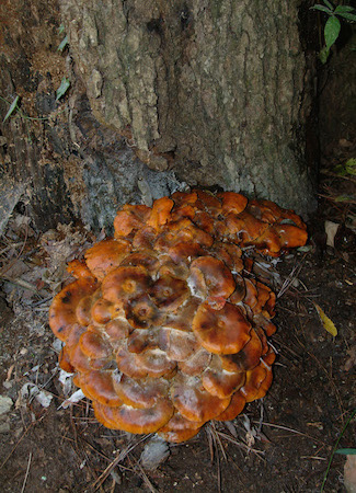 Mushroom attack - 3