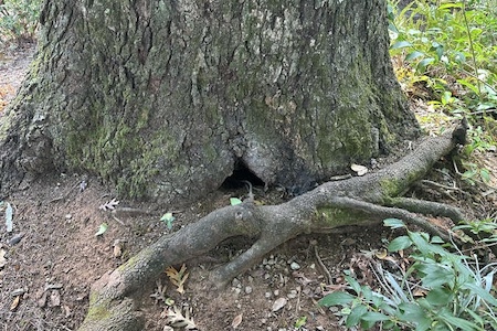 girdling_root_and_cavity image Girdling root