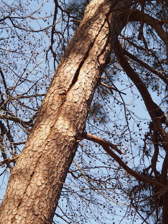 Lightning scar on pine