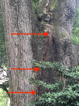 Trunk splitting apart