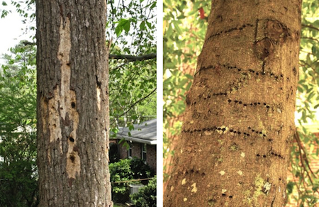 Woodpecker damage