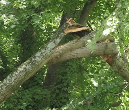 Cracked branch