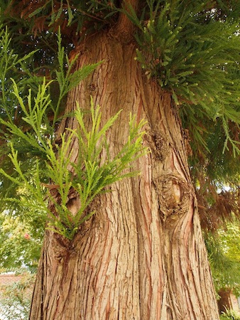 Bark