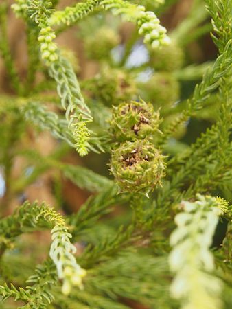 Fruiting Bodies