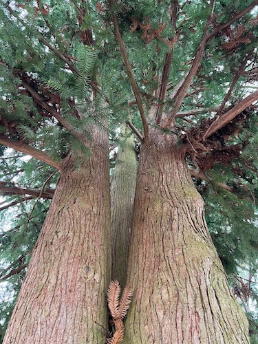 Deodar Cedar