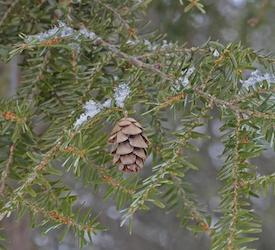 Hemlock