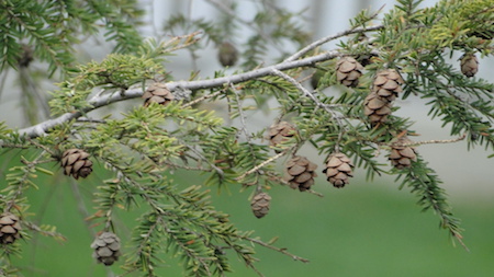 Cones