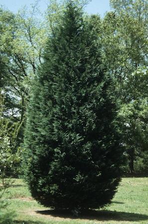 Leyland Cypress