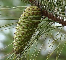 Loblolly Pine