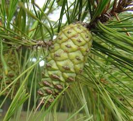 Shortleaf Pine