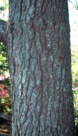 Bark