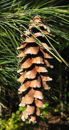 Mature cone