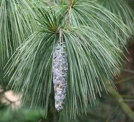 White Pine