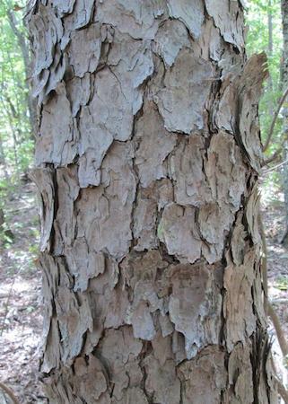 Bark