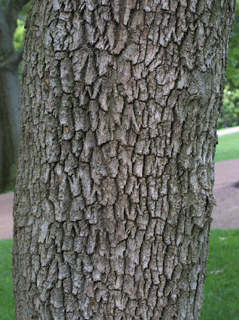 Bark