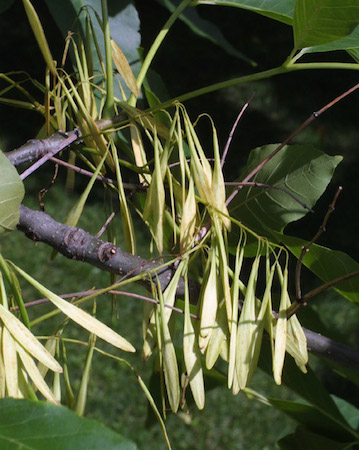 Seed Pods