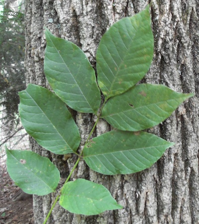 Leaves