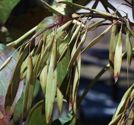 Seed Pods