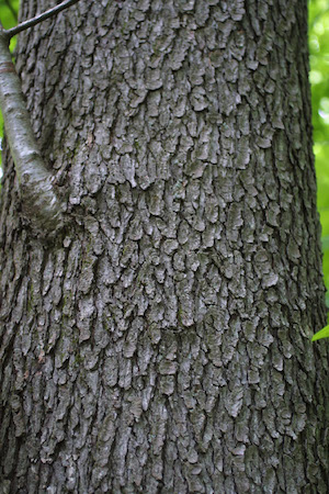 Bark