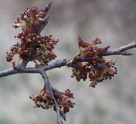 Emerging Flowers