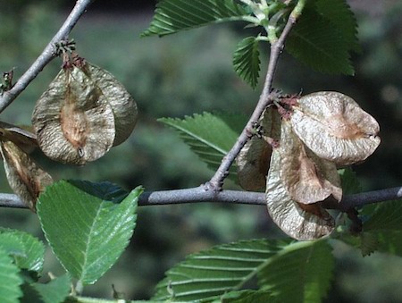 Seed Pods