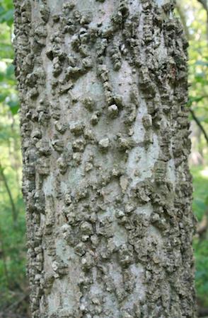 Bark