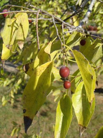 Fruit (Berries)