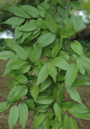 Leaves