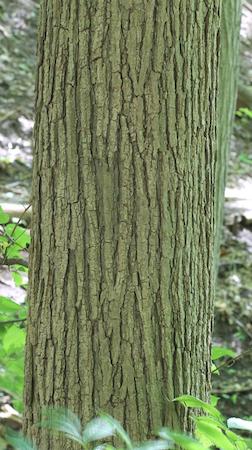 Bark