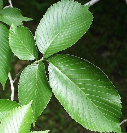 Leaves