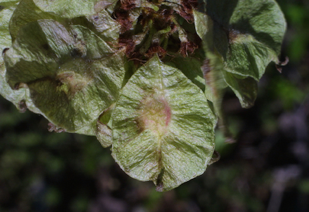 Seeds