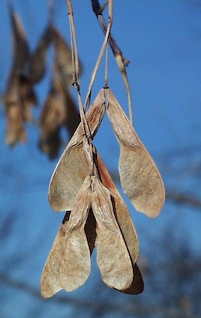 Seeds